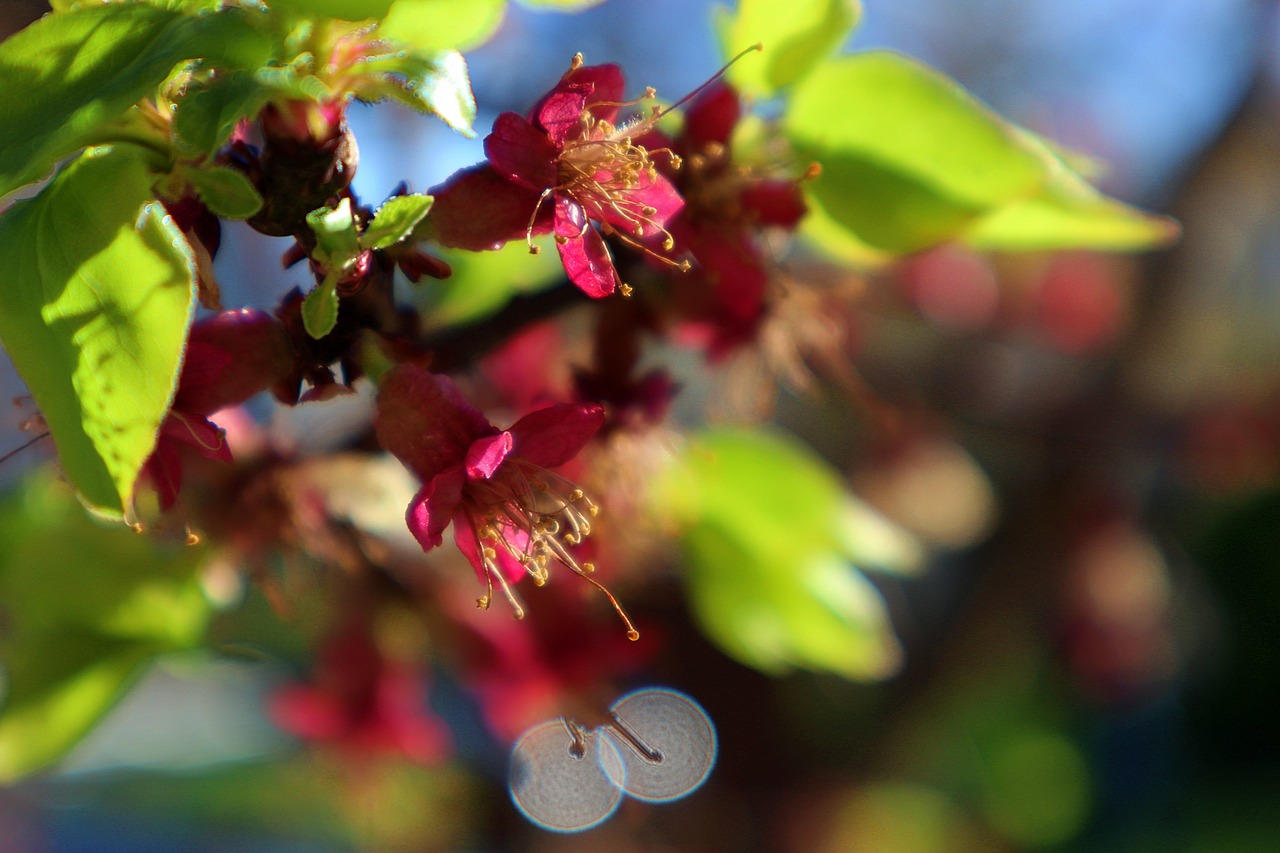 apricot blossoms  blossom  bloom free photo