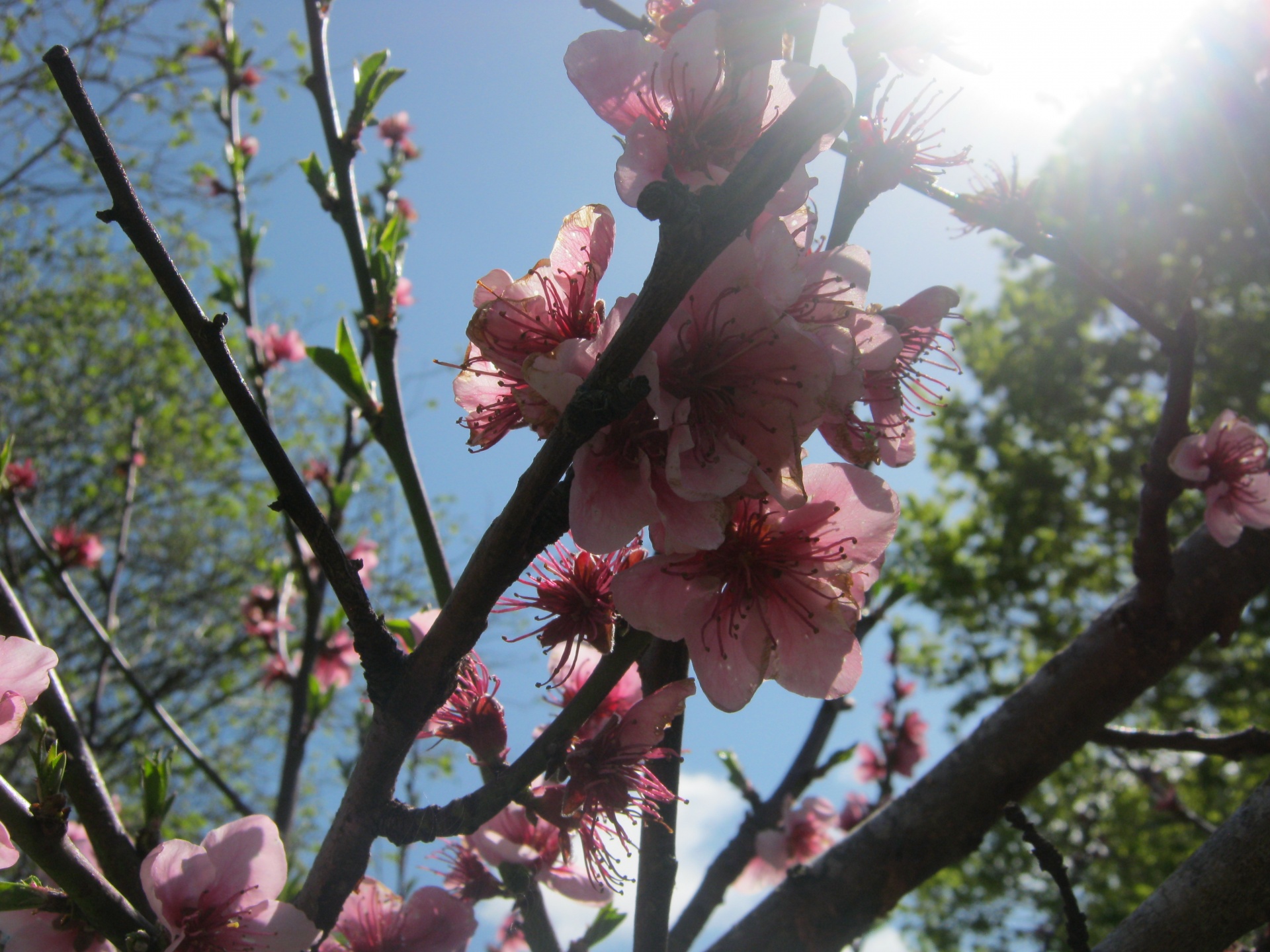 apricot tree flower free photo