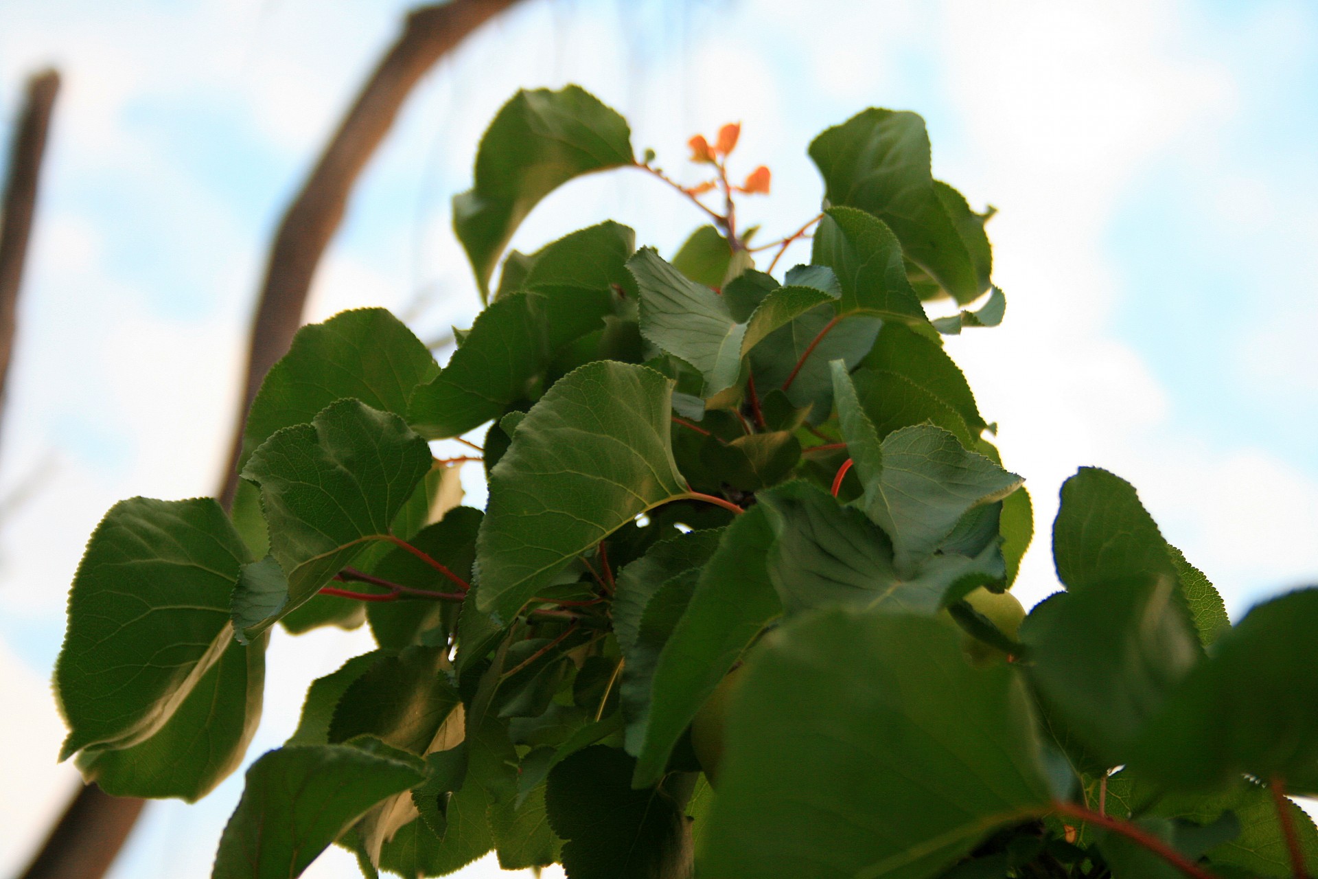 tree pinnacle leaves free photo