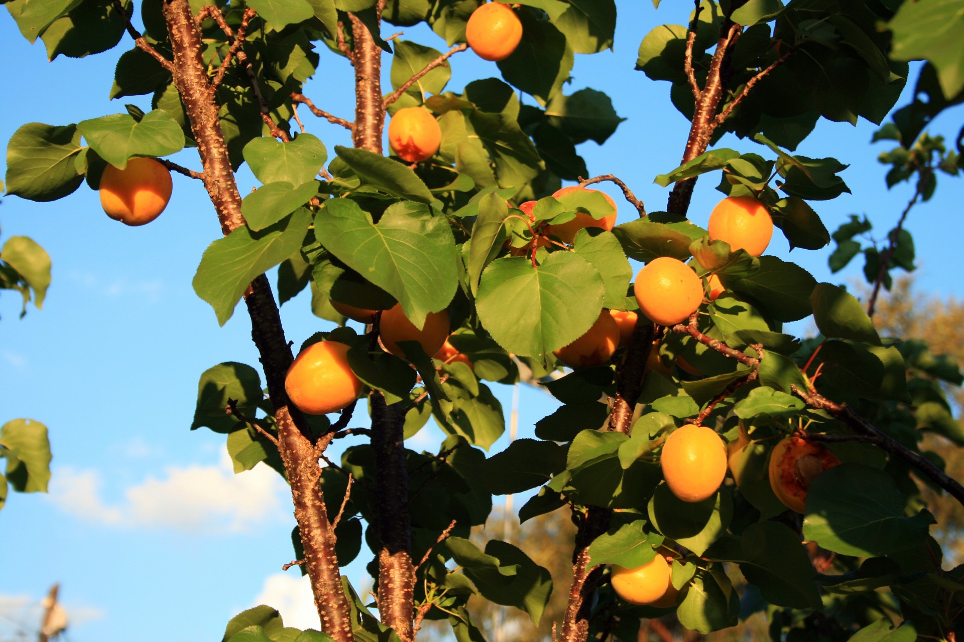 sky tree fruit free photo