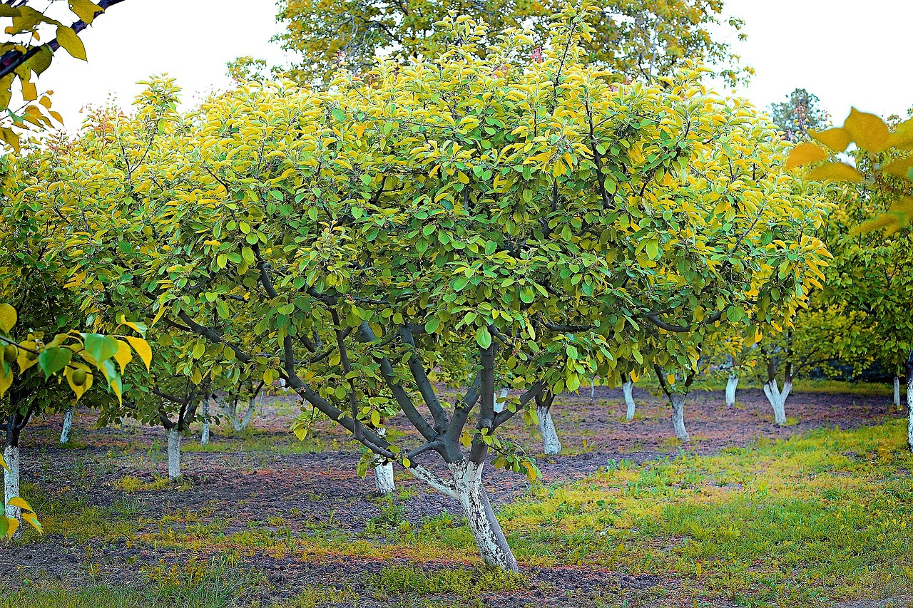 apricot tree plant spring free photo