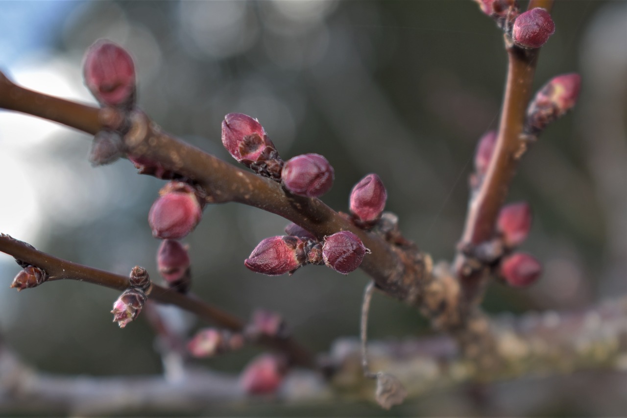 apricot tree  tree  apricots free photo