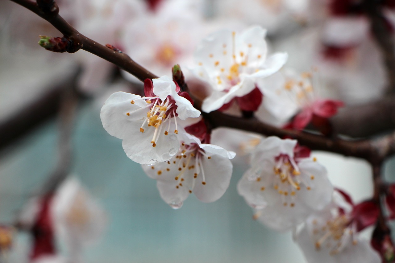 apricot tree flower flowers wood free photo