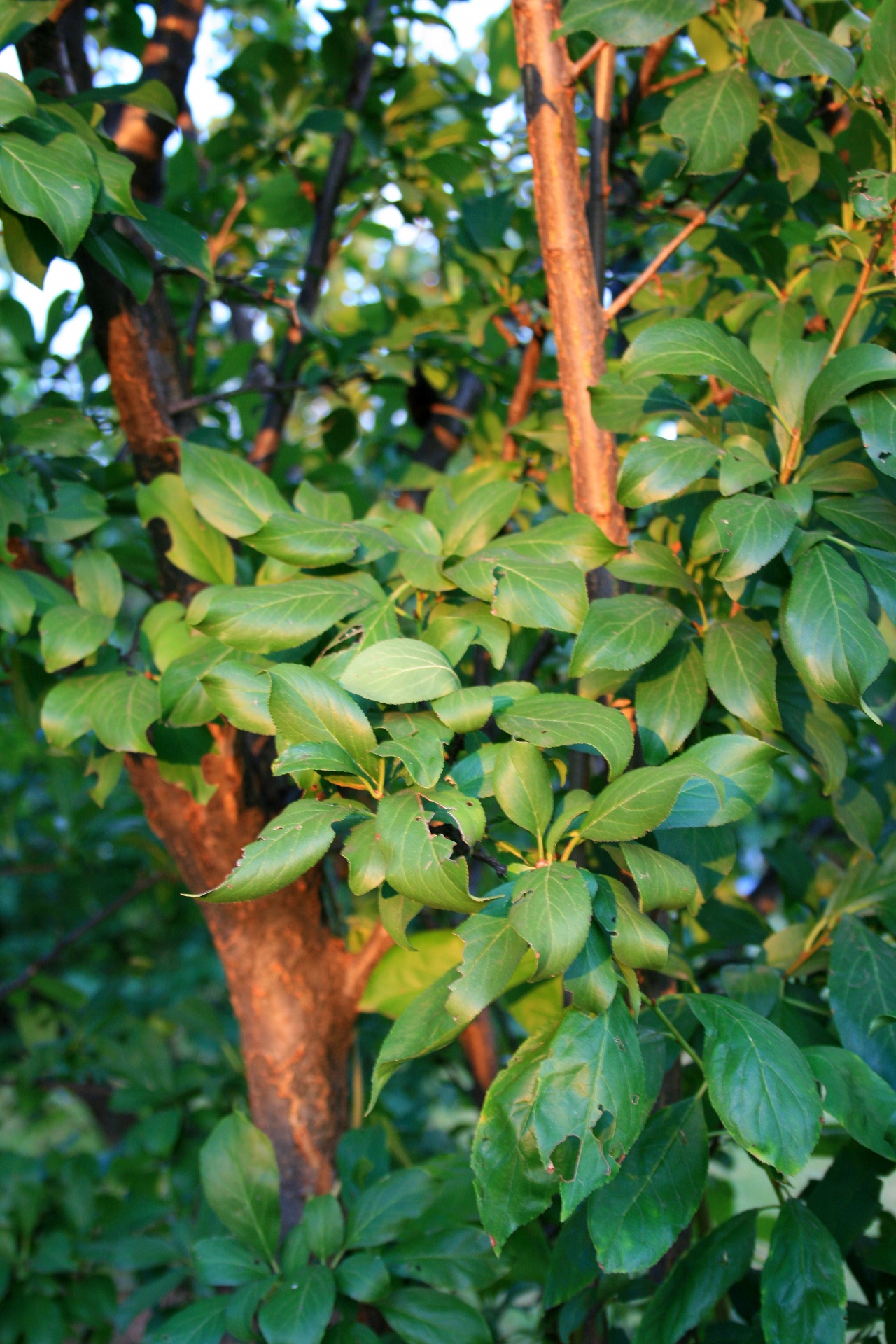 sun tree apricot free photo