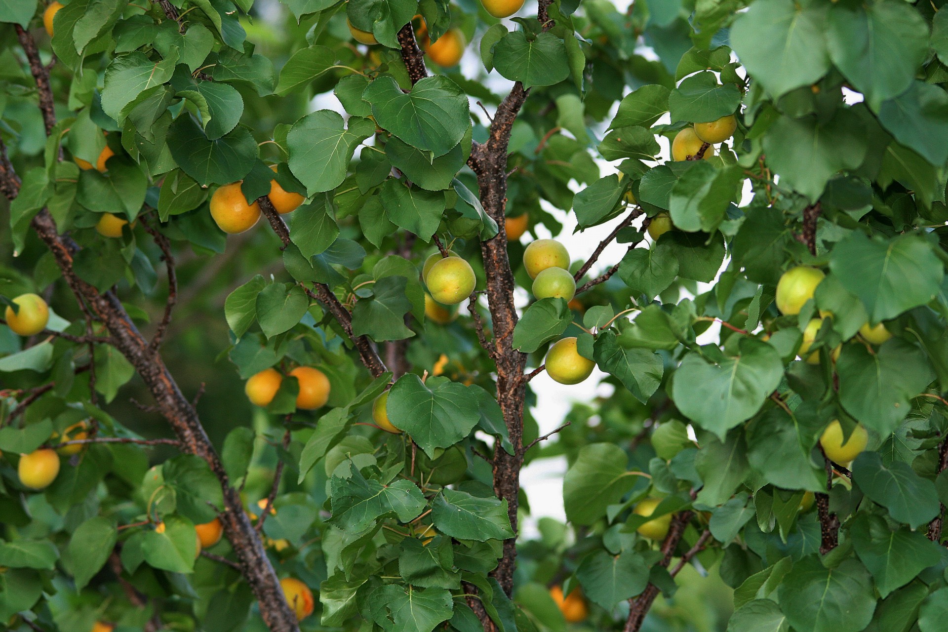 tree fruit apricots free photo