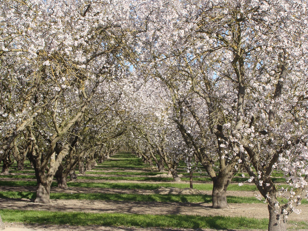 apricot trees orchard tree free photo