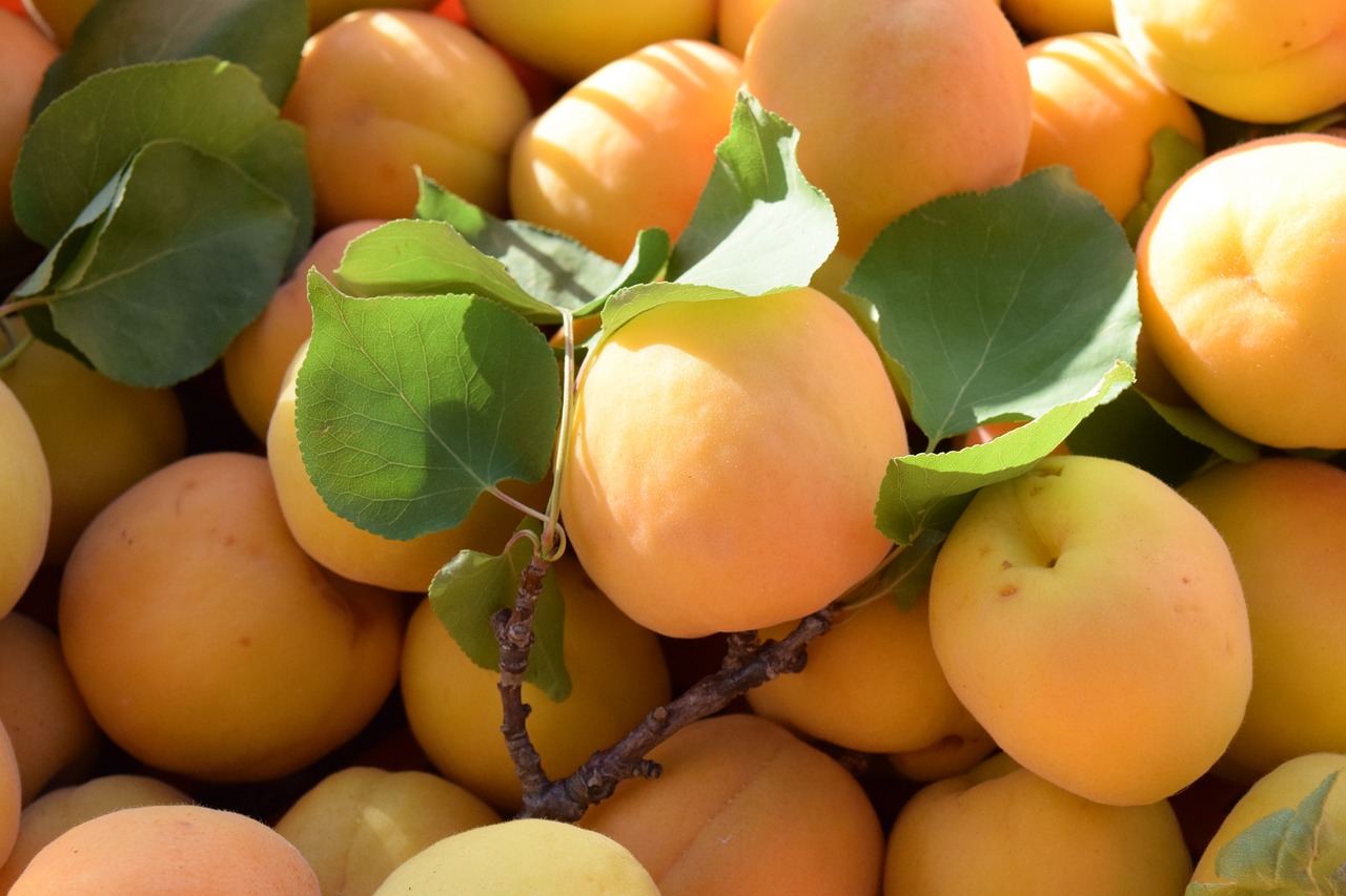 apricots ripe fruit free photo