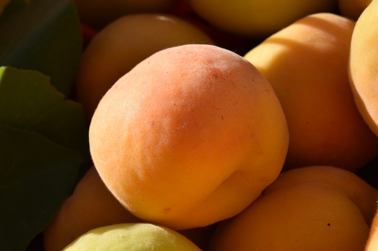 apricots ripe fruit free photo