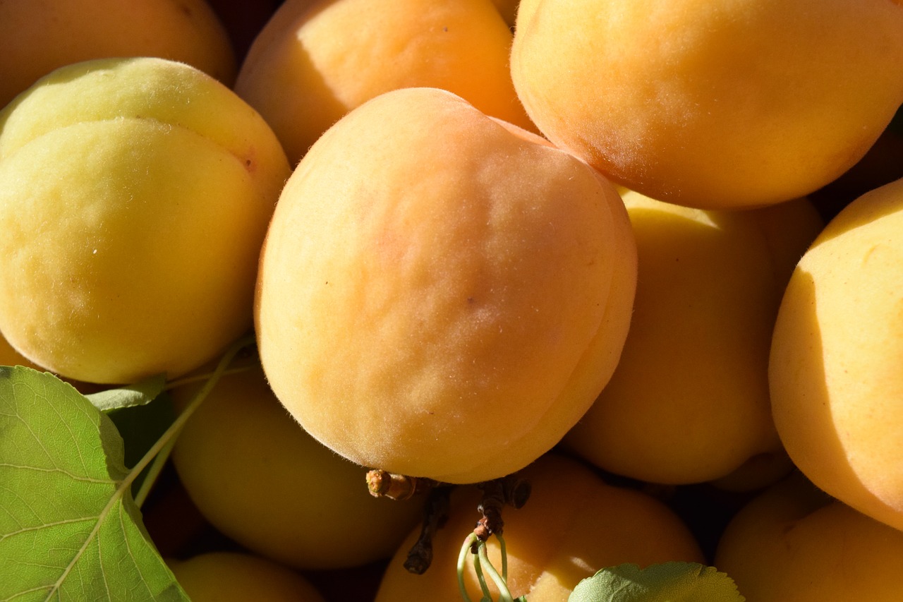 apricots ripe fruit free photo