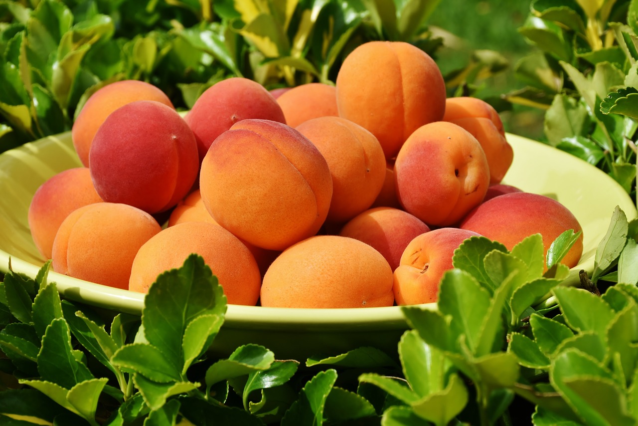 apricots apricot fruit free photo
