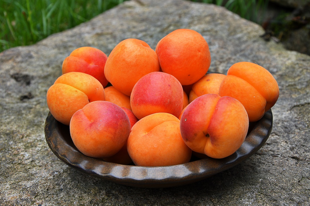 apricots fruit ripe free photo