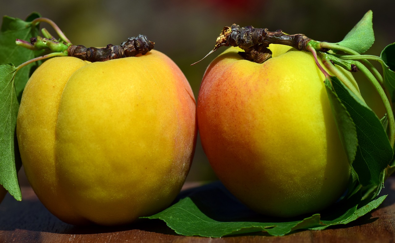apricots fruit sweet free photo