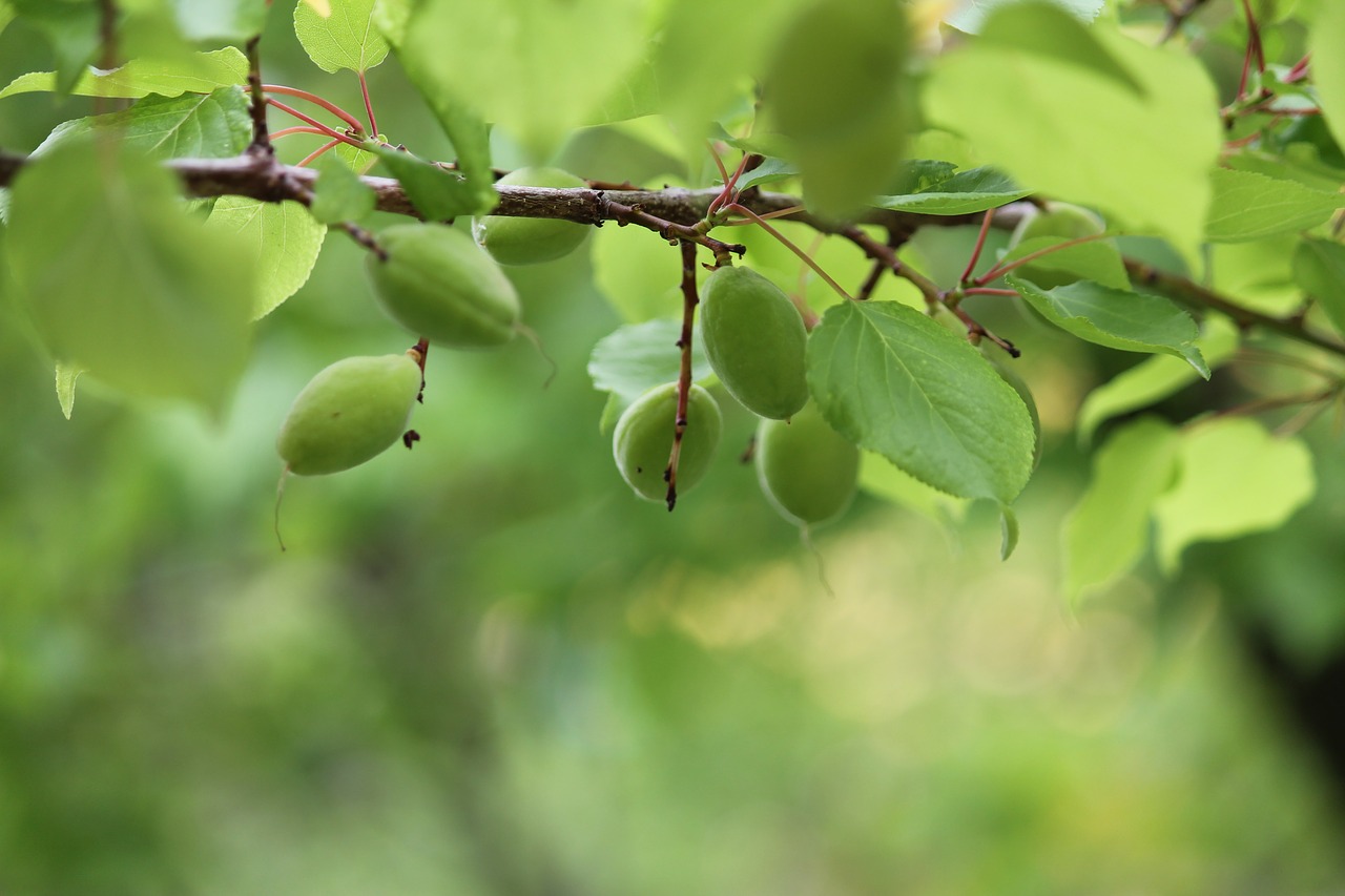 apricots fruits spring free photo