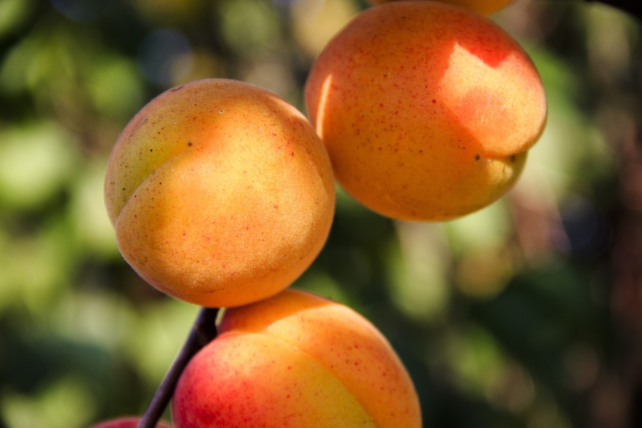 apricots  fruit  sweet free photo