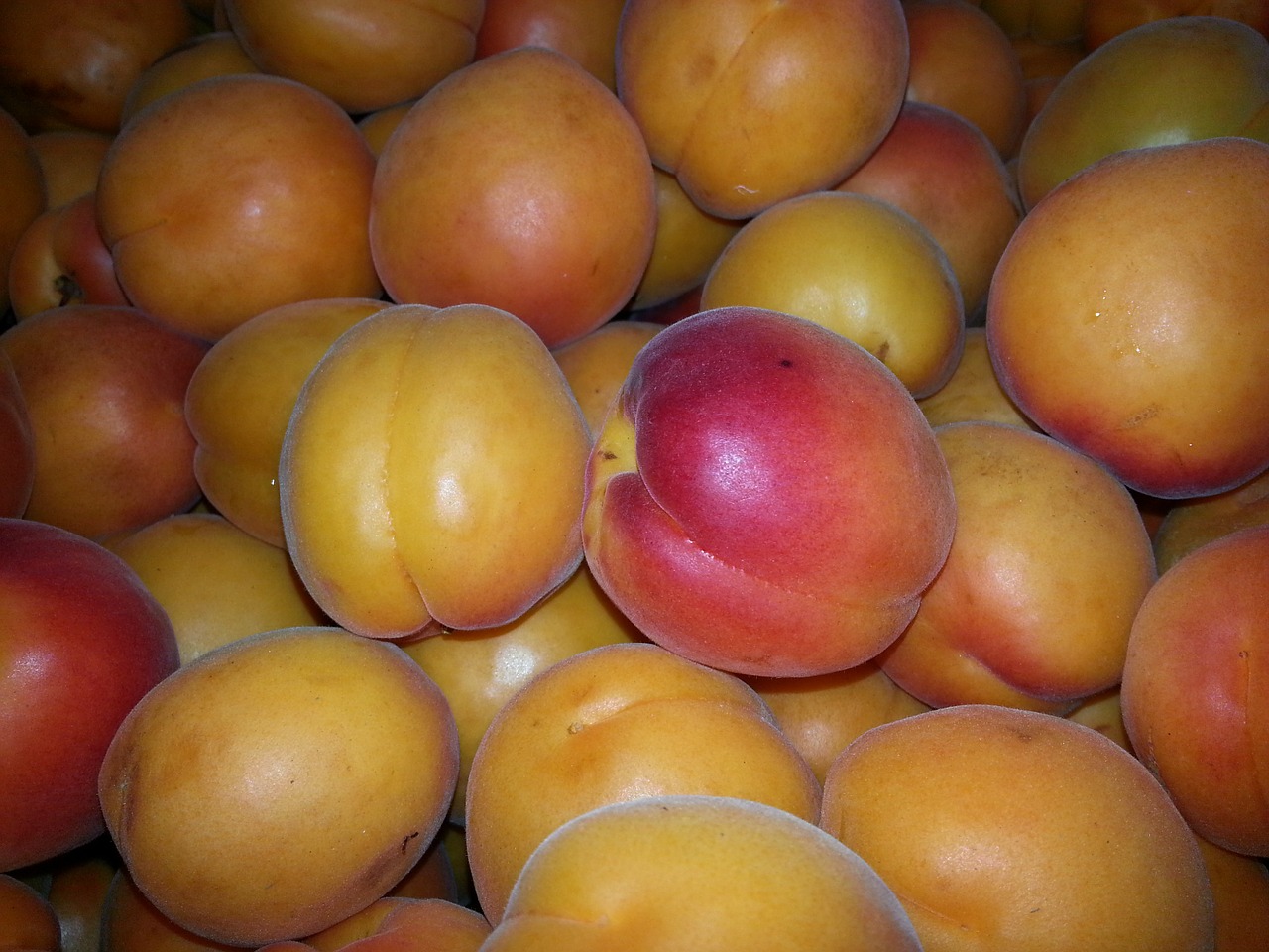 apricots apricot delicious free photo