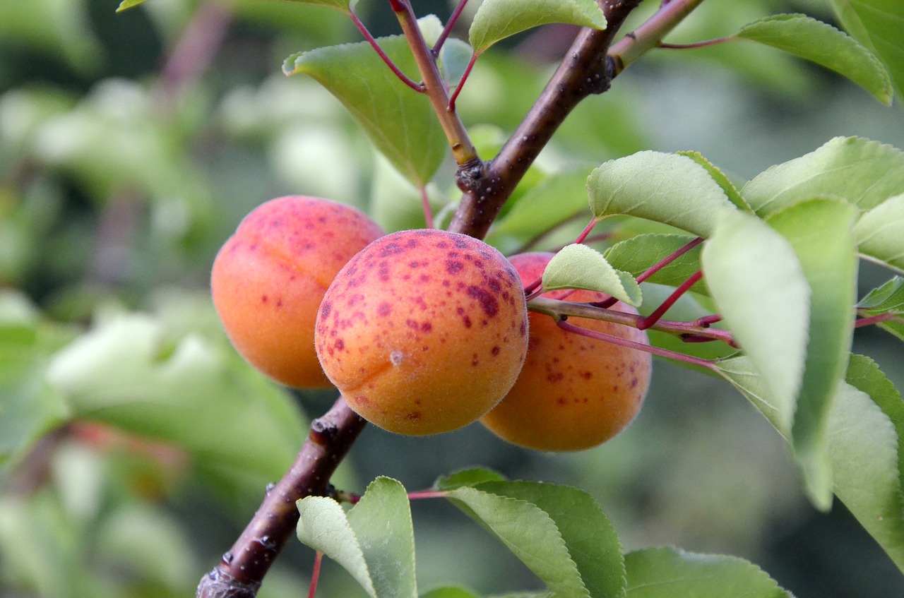 apricots  tree fruit  garden free photo