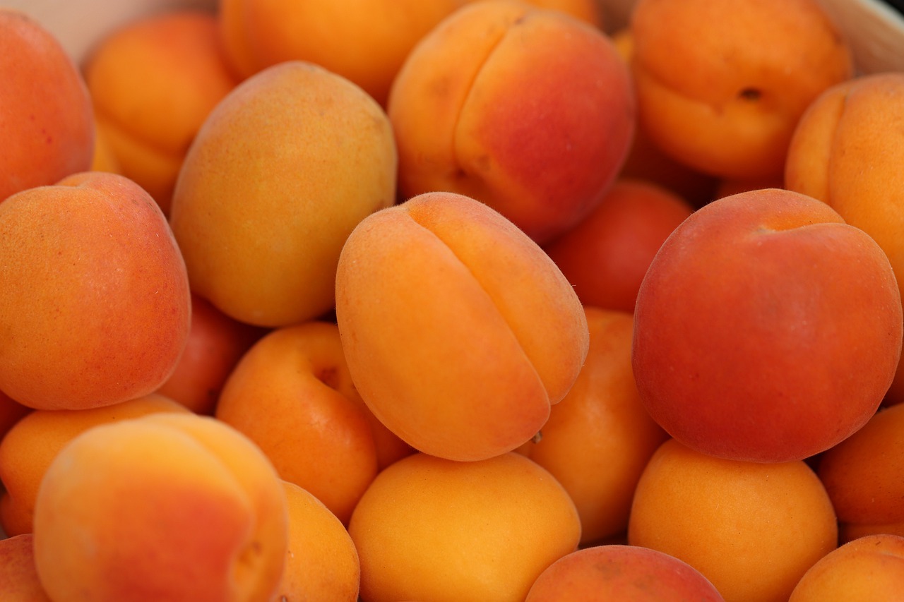 apricots  fresh  nutrition free photo