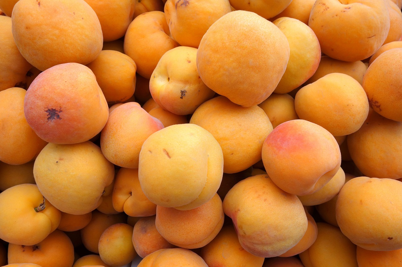 apricots fruit orange free photo