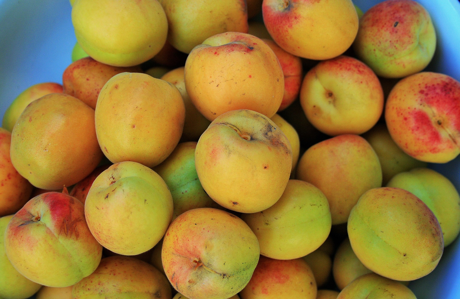 apricots fruit close-up free photo