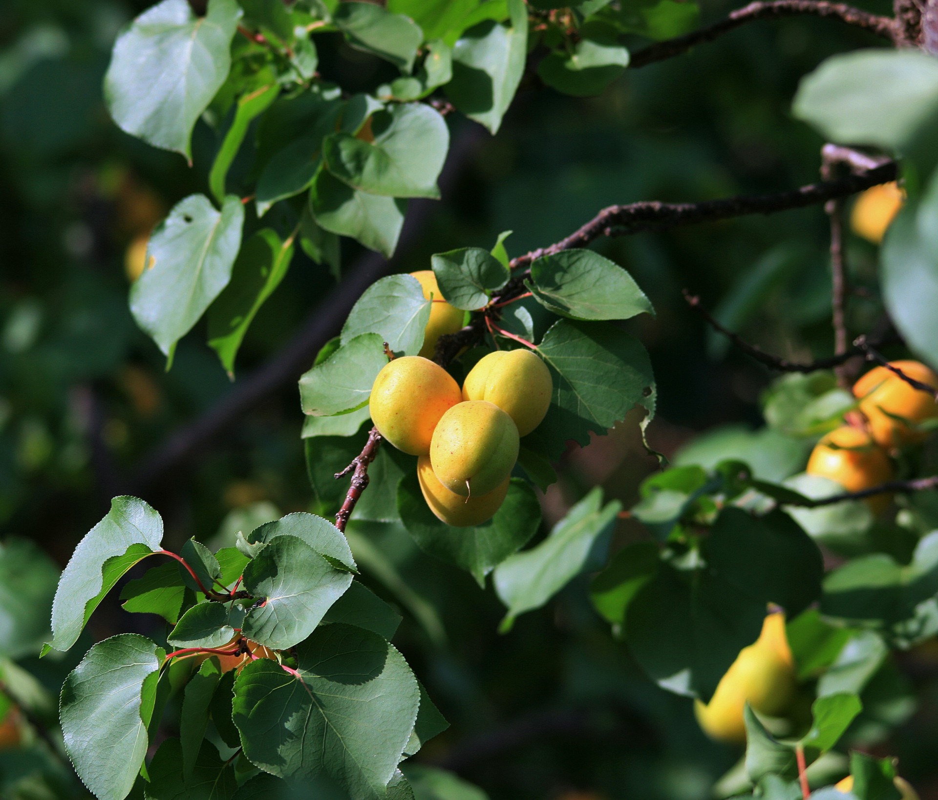 tree fruit apricots free photo