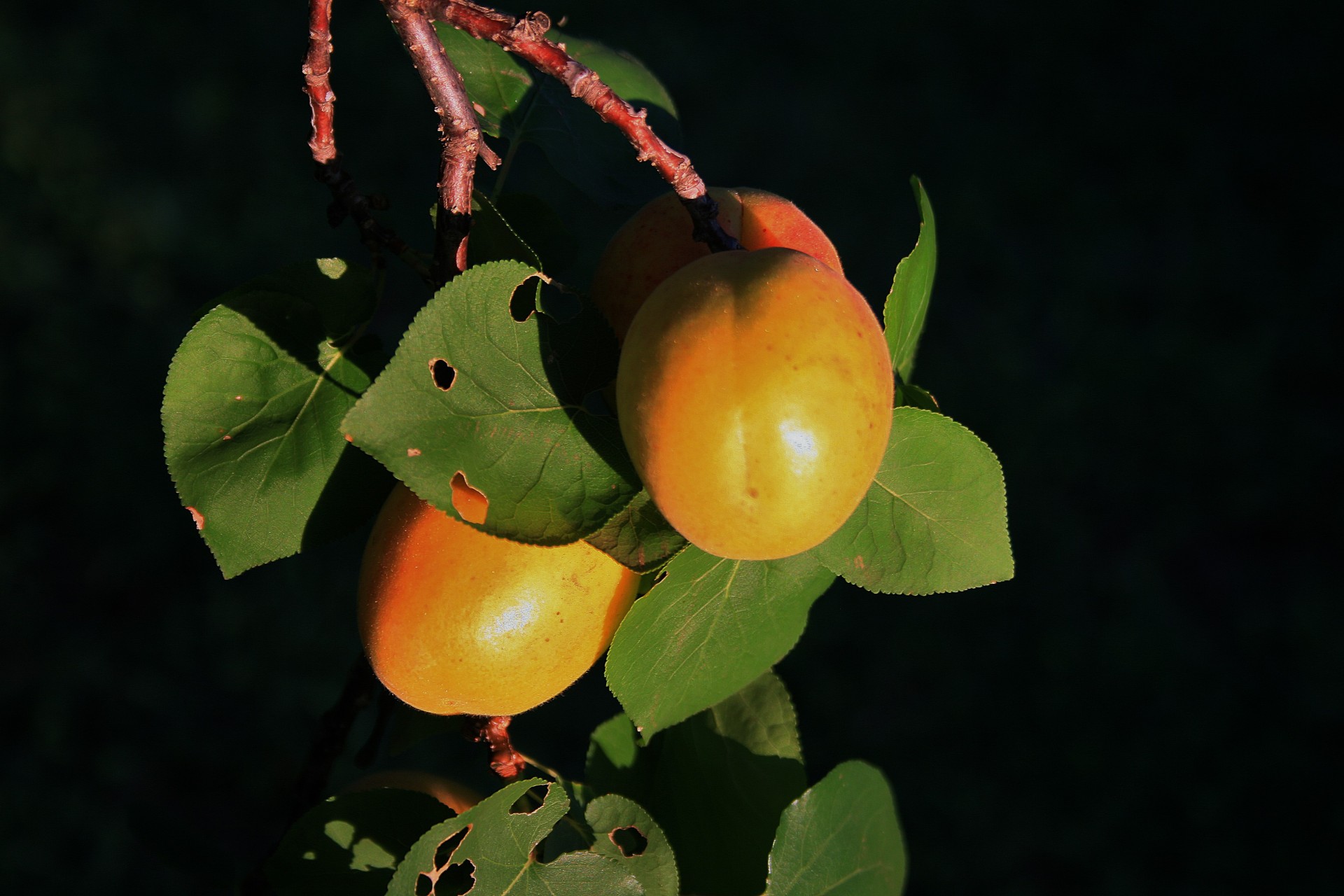 fruit orange apricots free photo