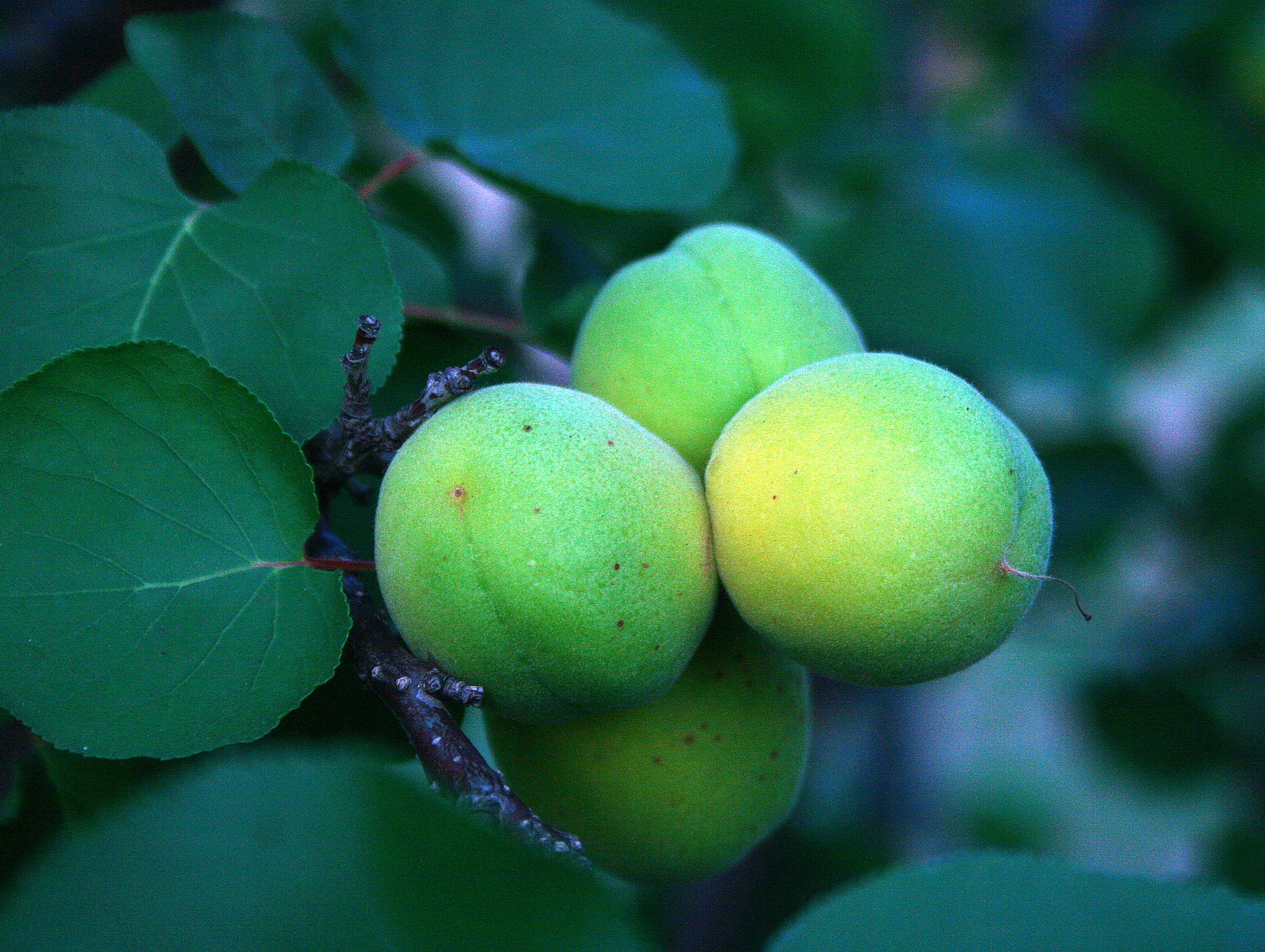 tree fruit apricots free photo