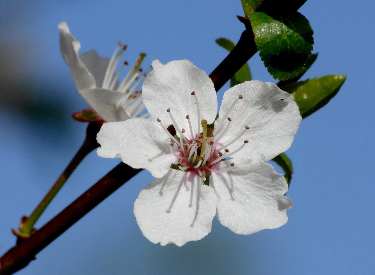 april blossom bloom free photo