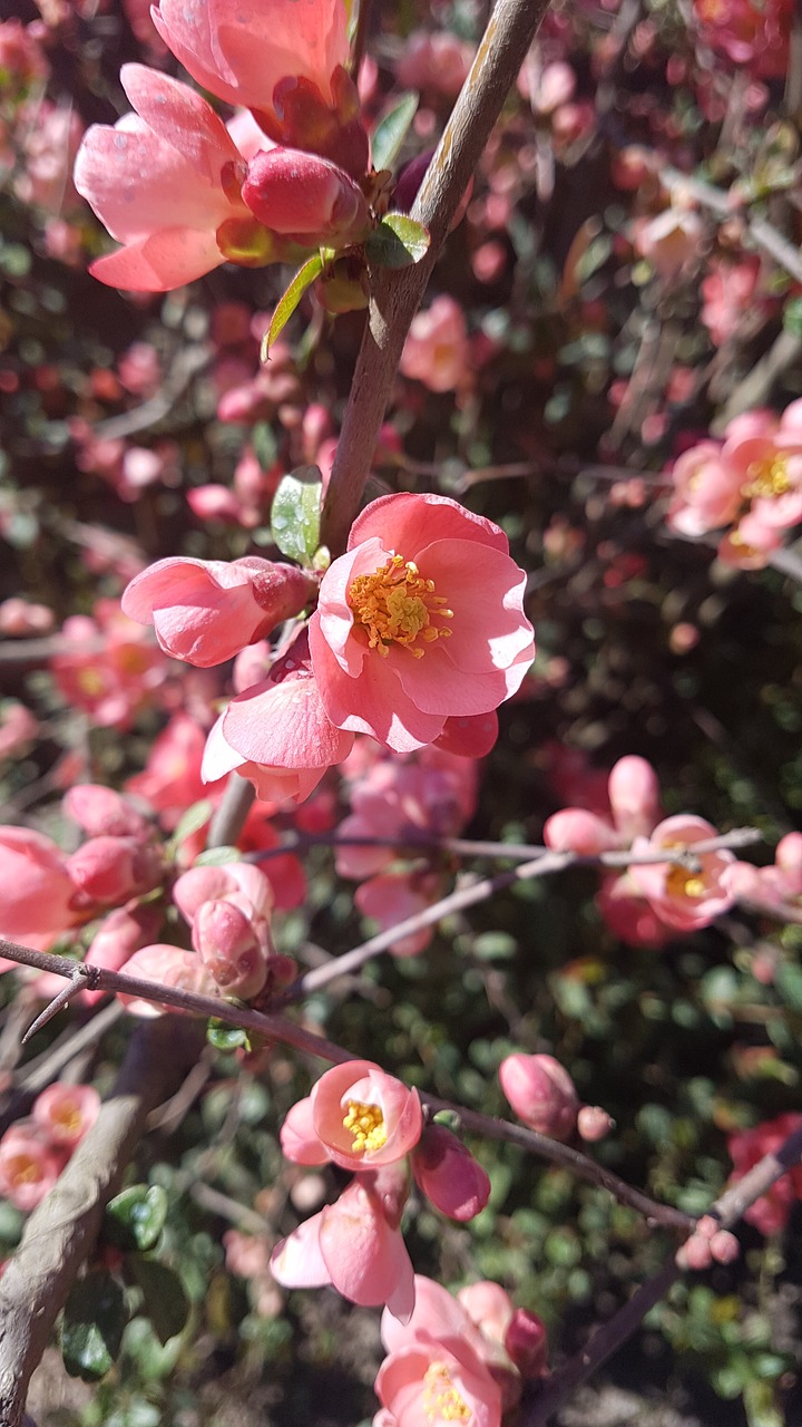 april  pink  flower free photo