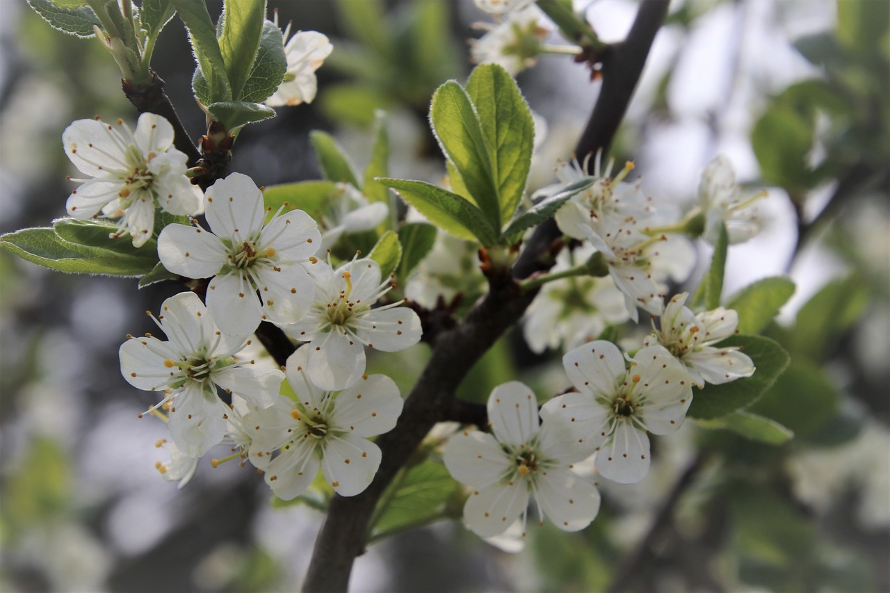 april  sprig  garden free photo