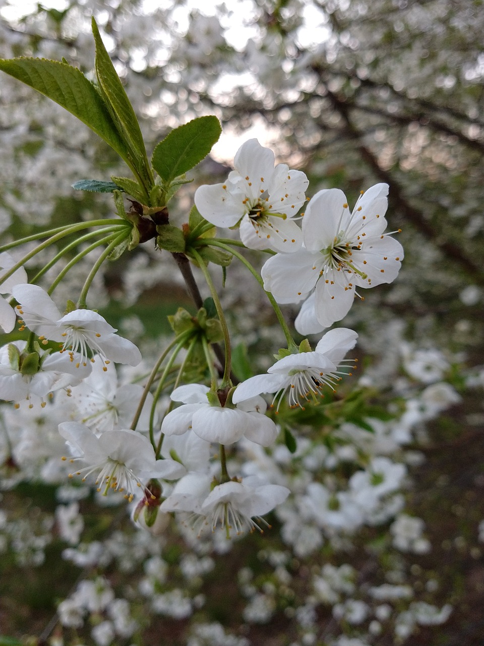 april  flowers  flowering free photo