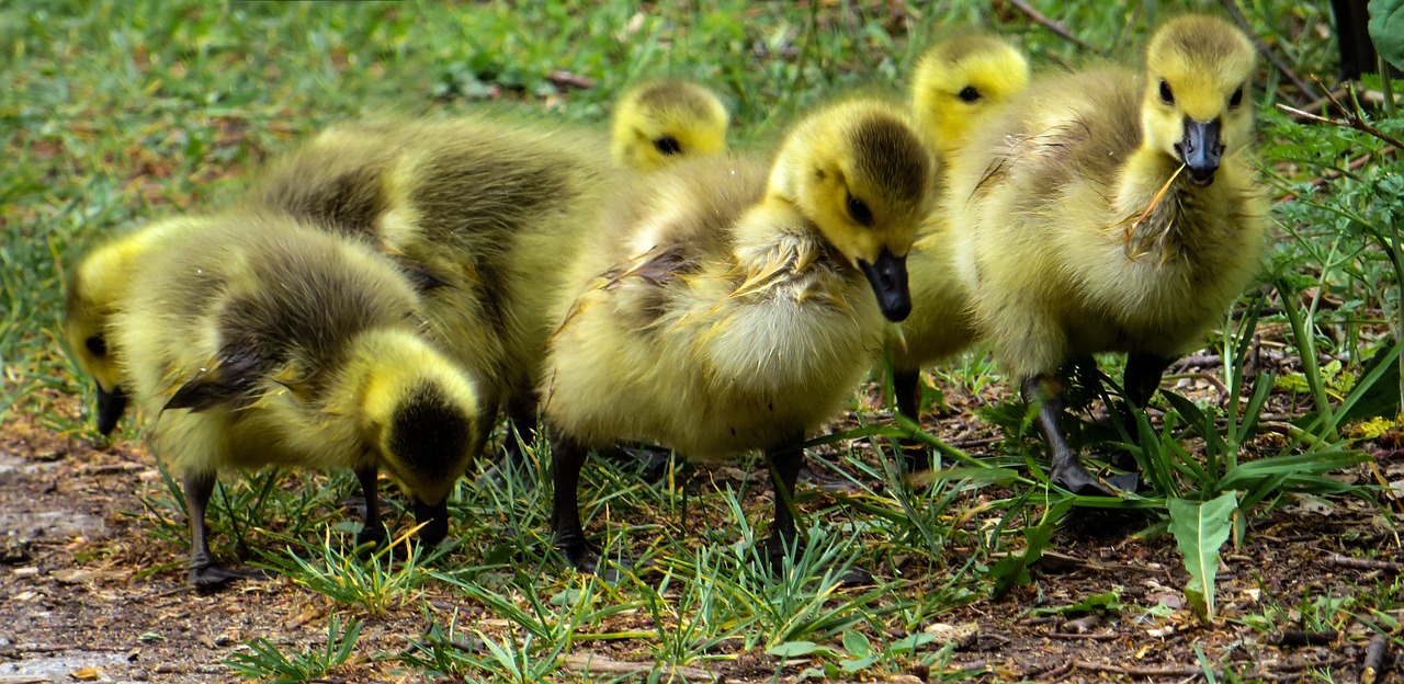 april chicks boy free photo