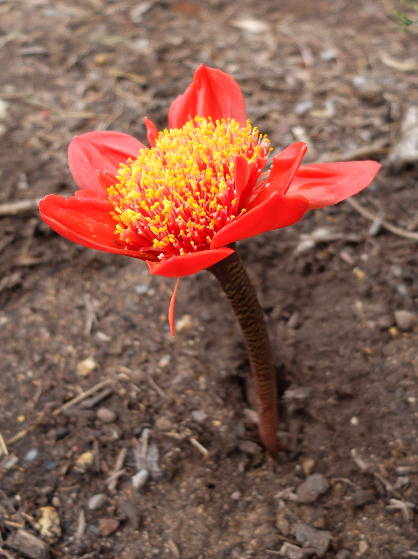 red flower waxy flower april fool flower free photo