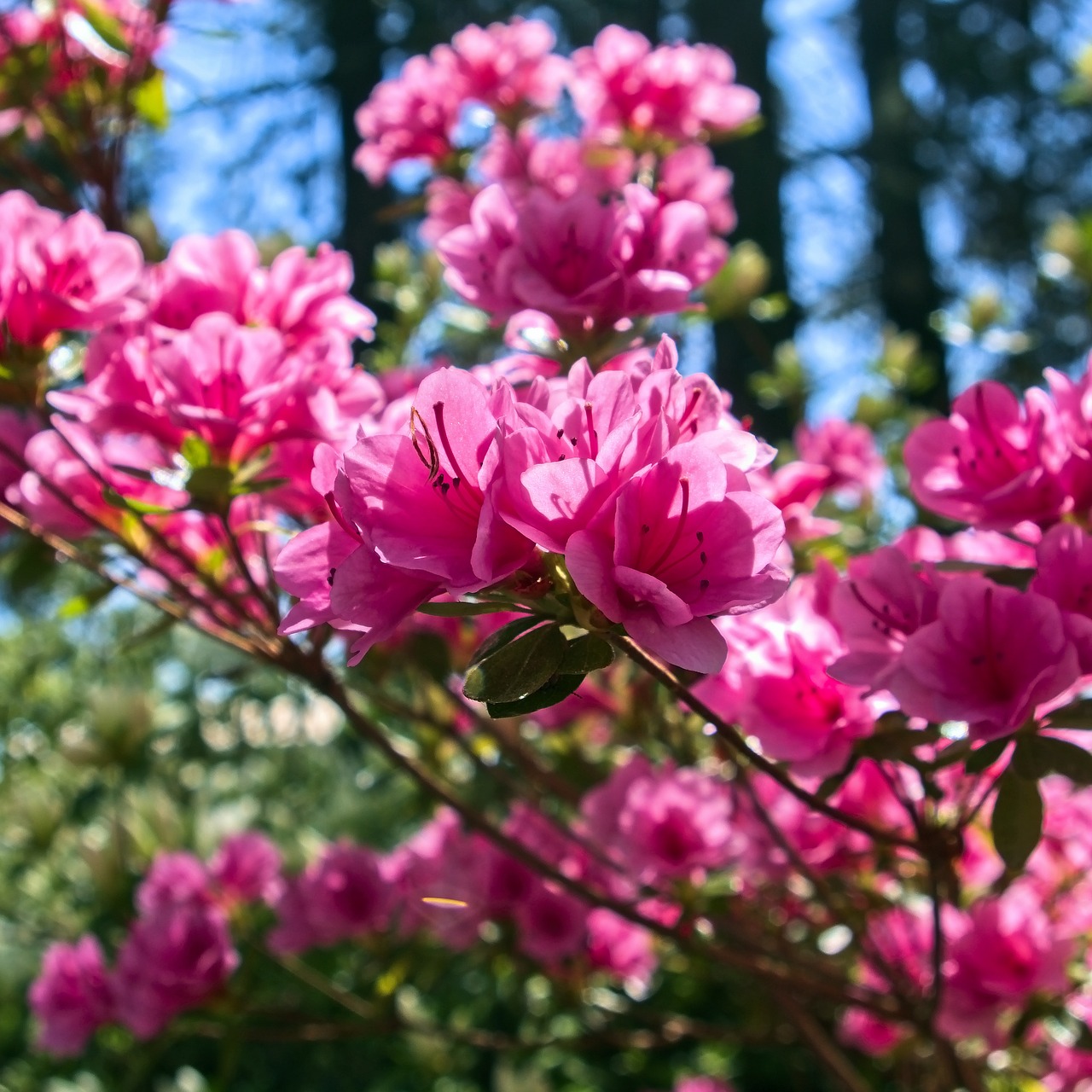 april's pink azalea  blossoms  azalea free photo