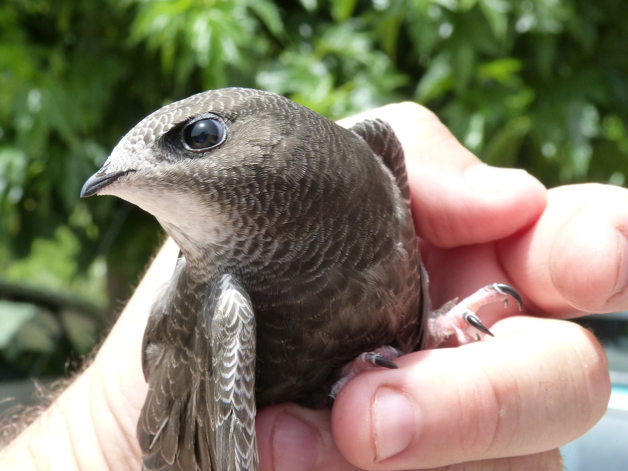 apus apus swift falciot free photo