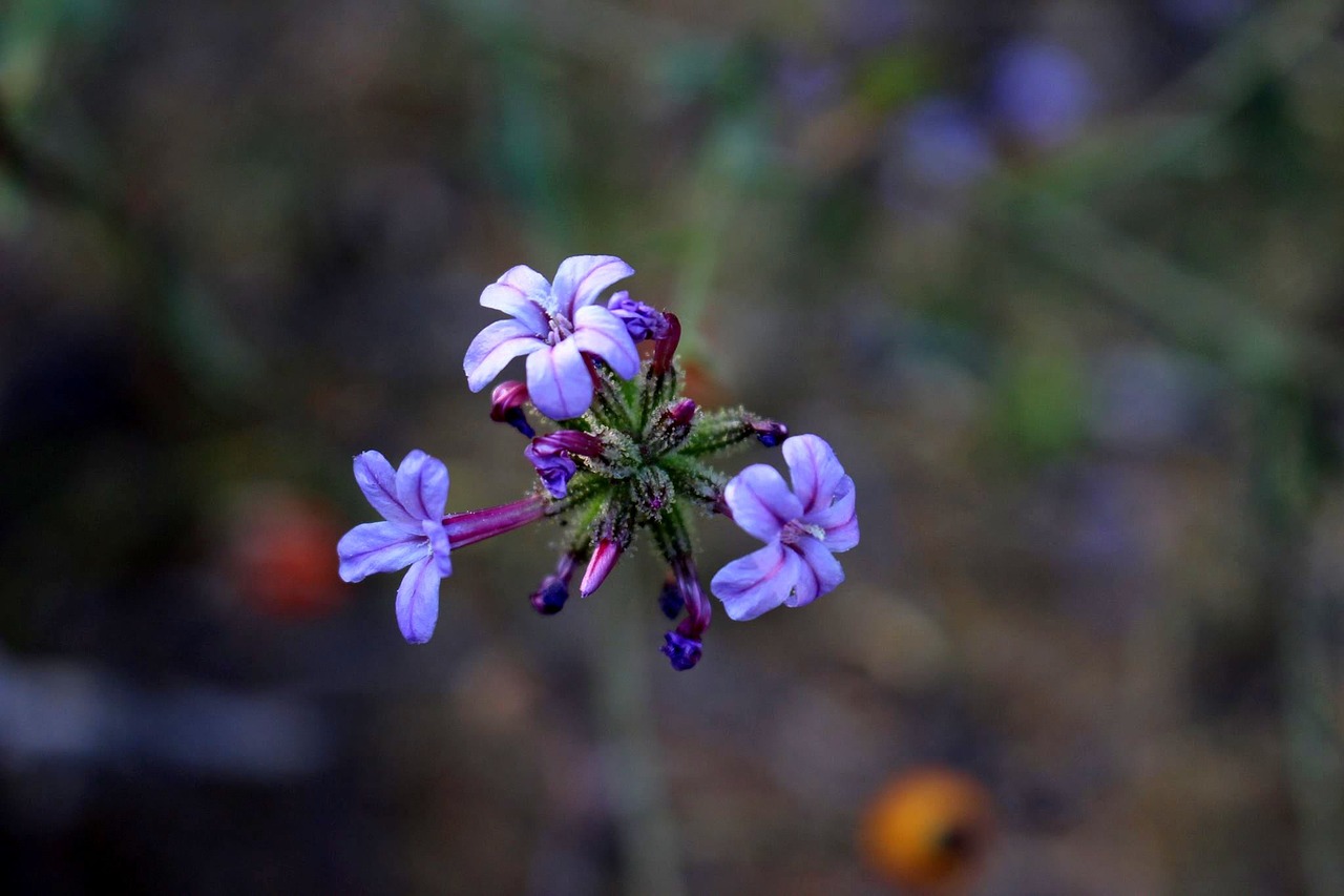 aqil purple plant free photo