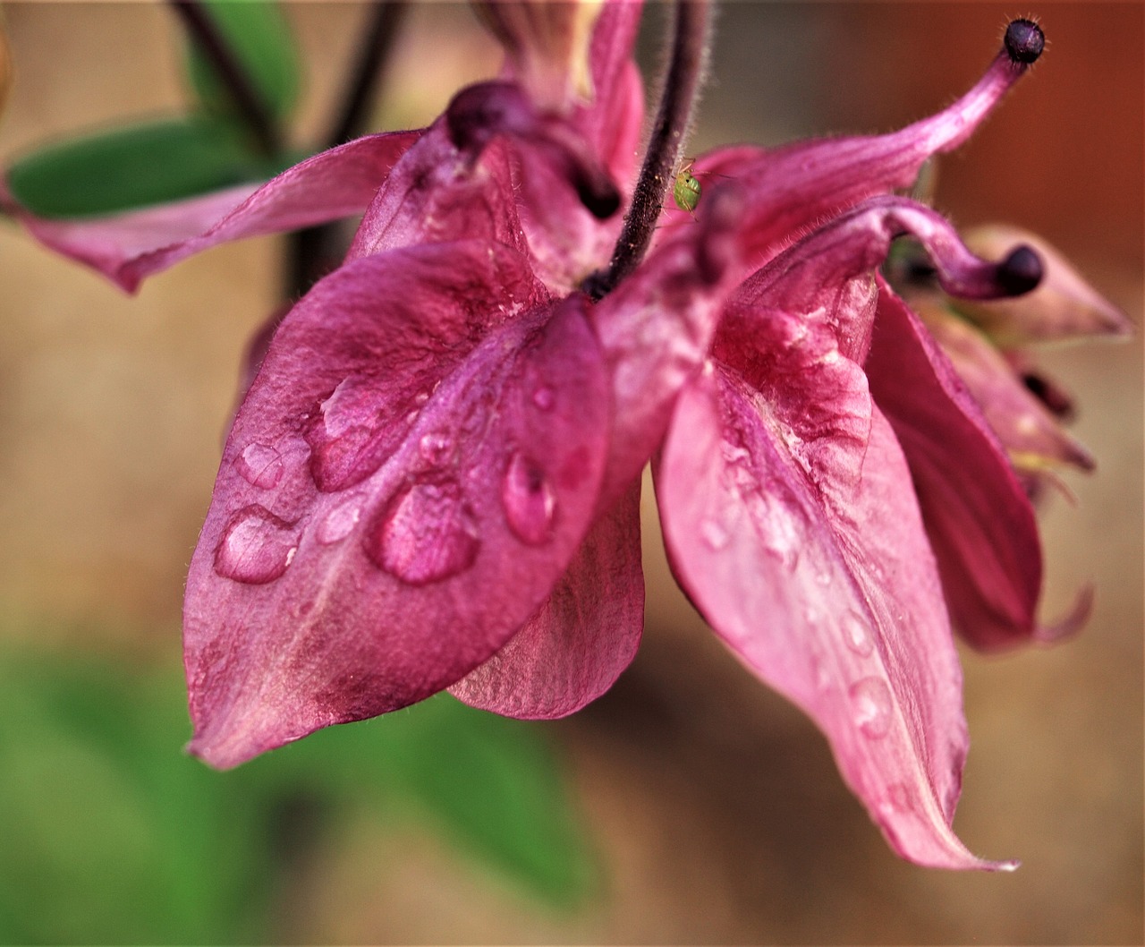 aqualigia  flower  rain free photo