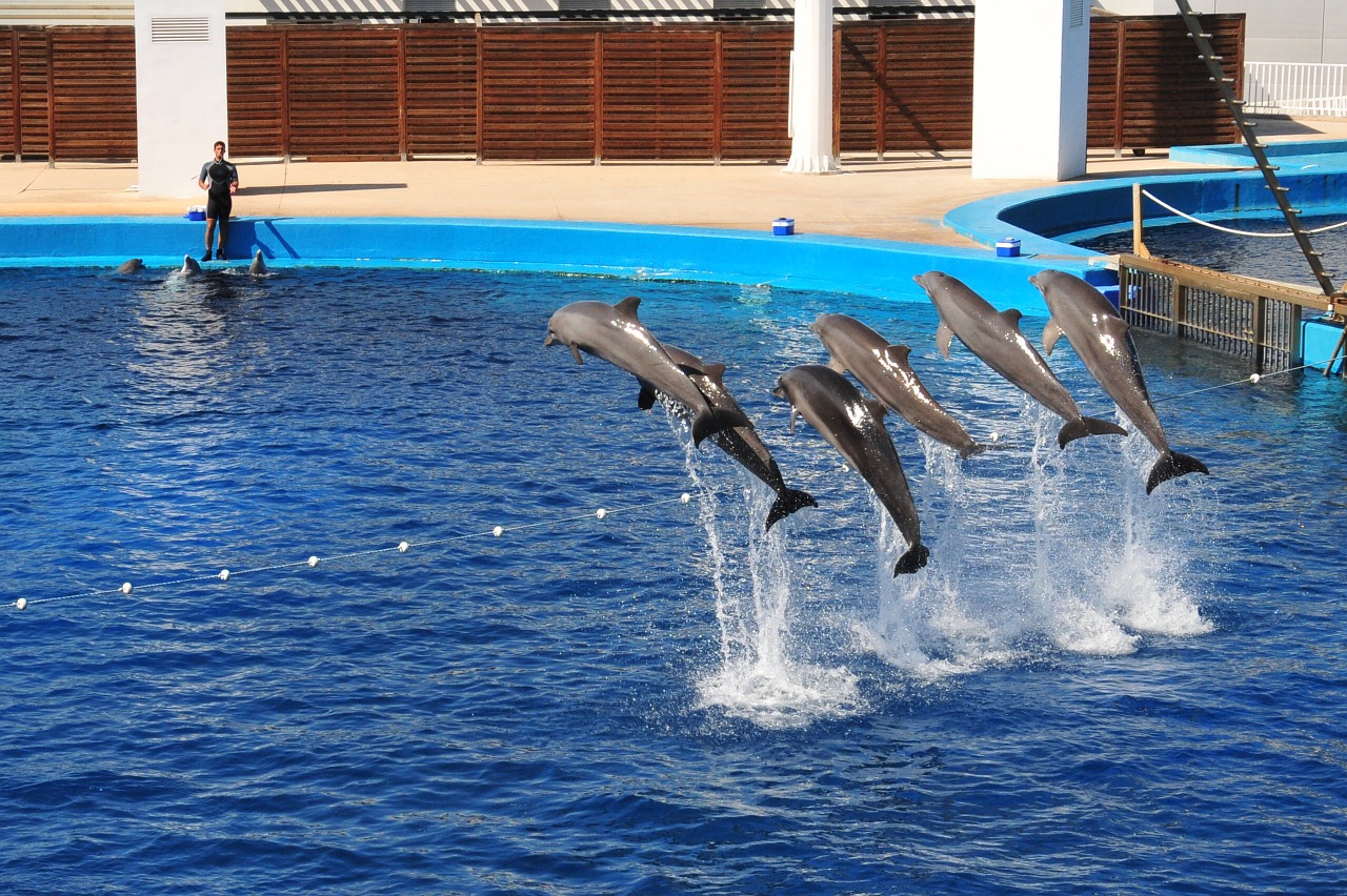 dolphins show aquarium free photo