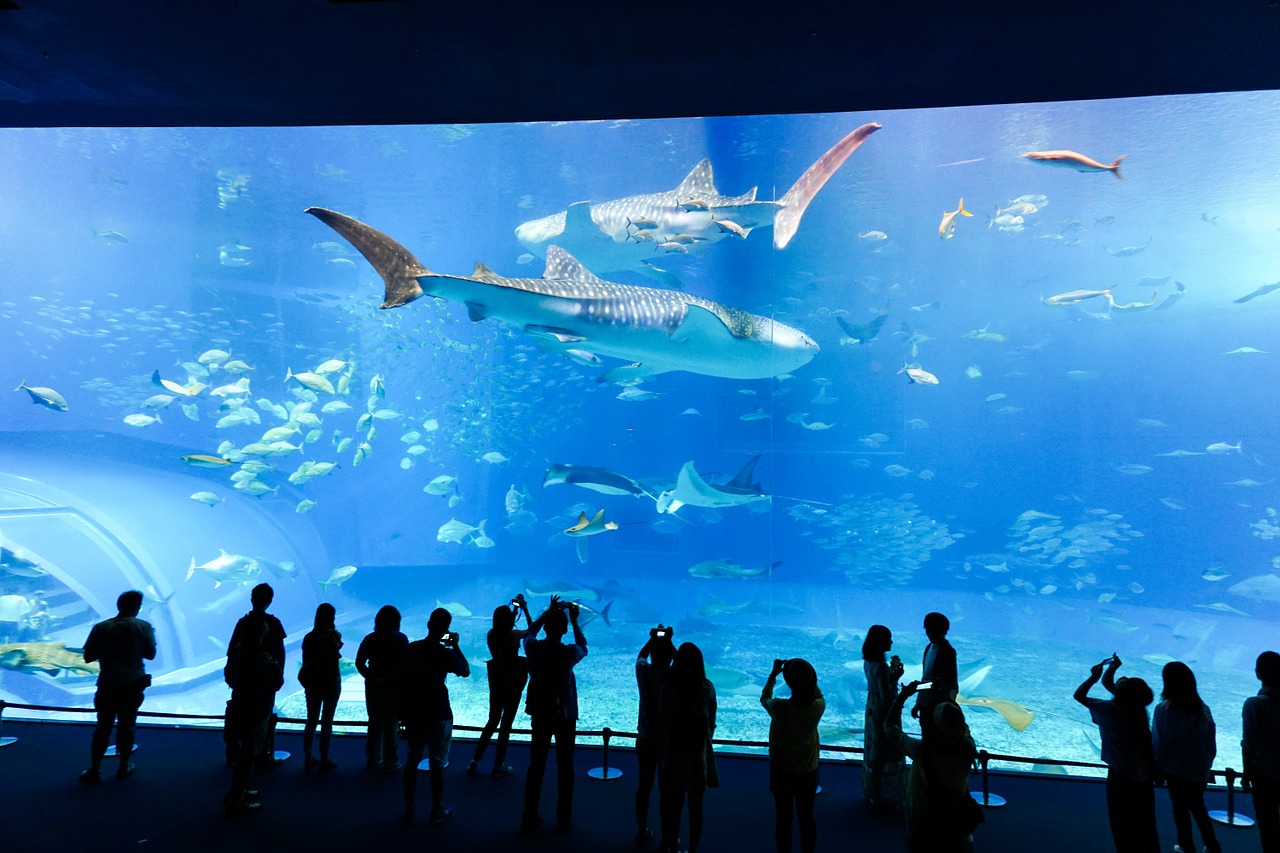 aquarium fish underwater free photo