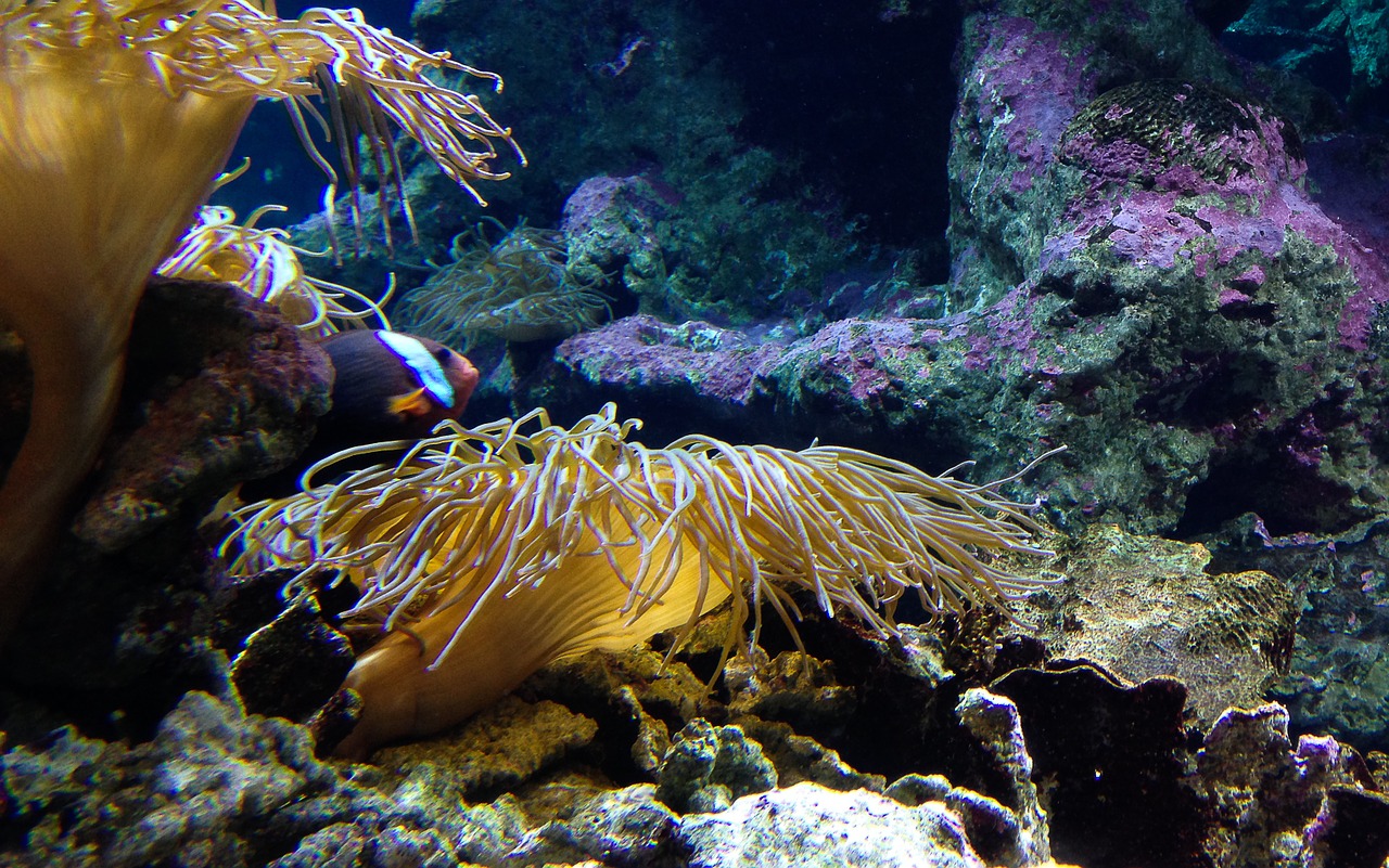 aquarium algae sea free photo