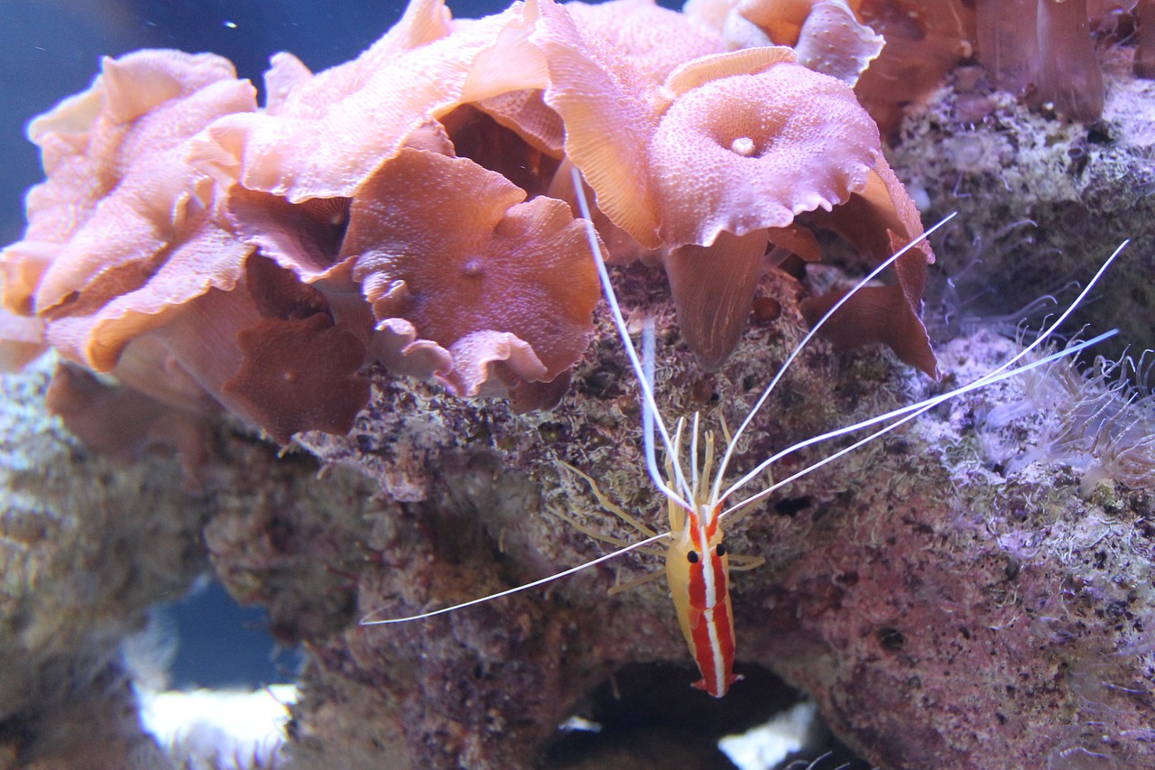 aquarium shrimp zoo free photo