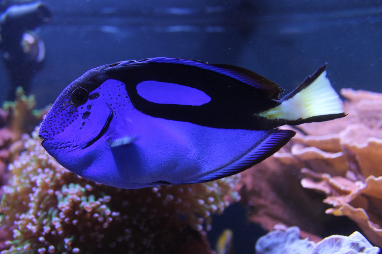 aquarium zoo dory free photo