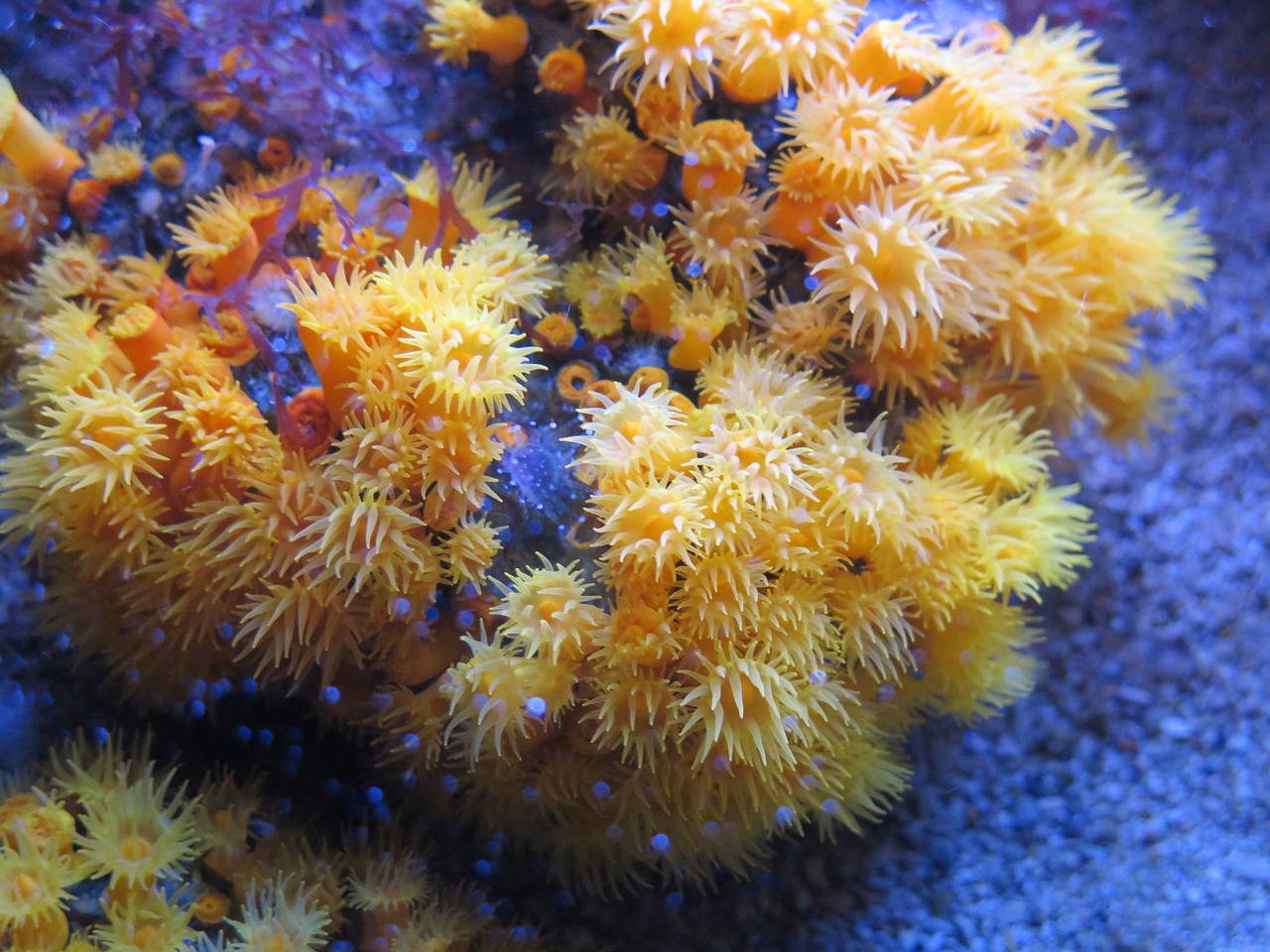 aquarium monaco anemone free photo