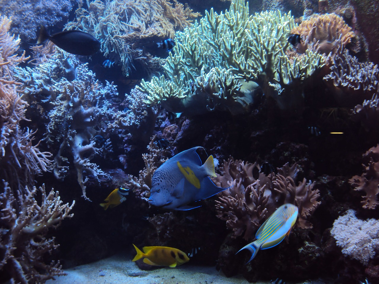 aquarium fish tropical free photo