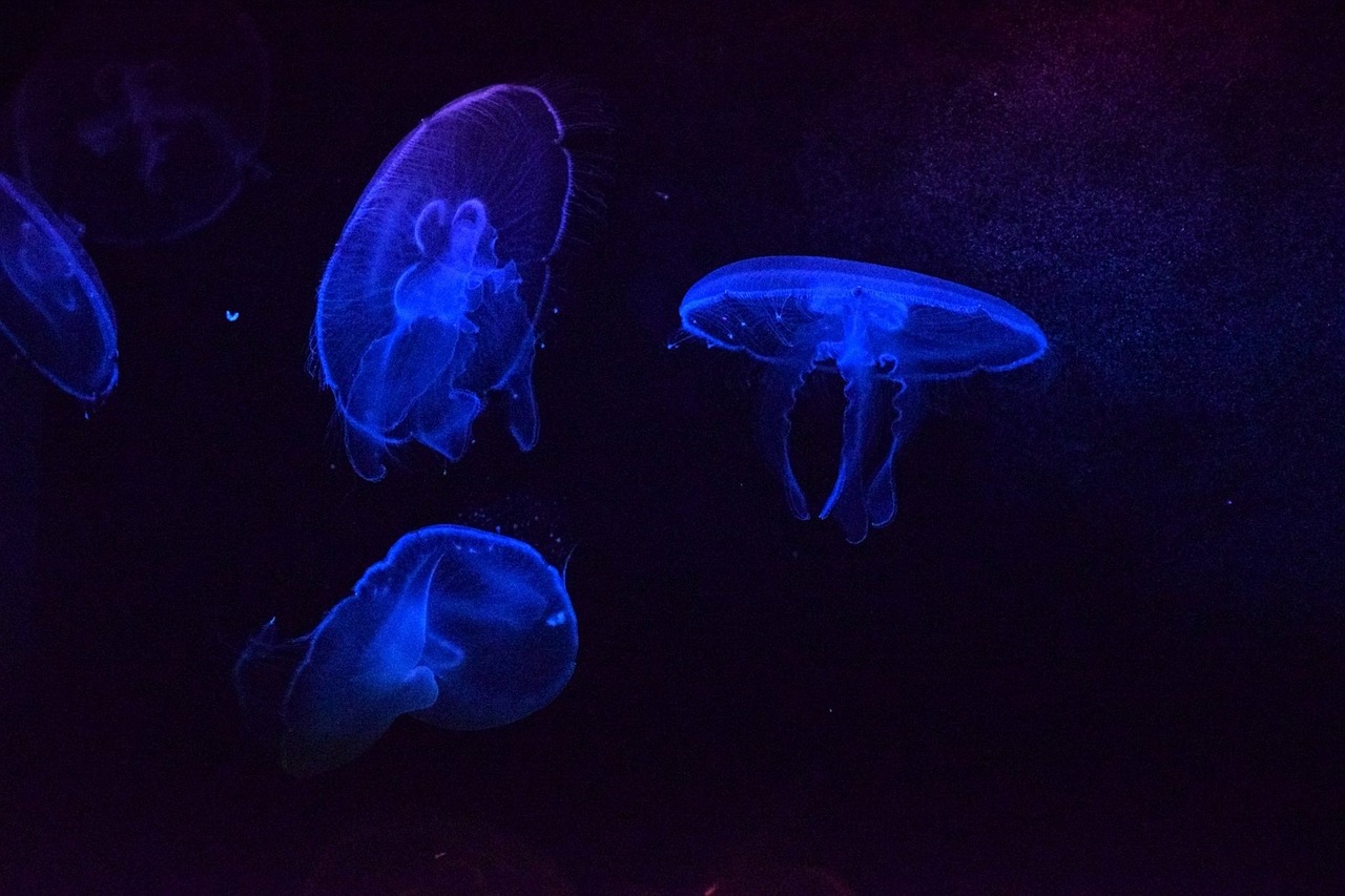 jellyfish aquarium québec free photo