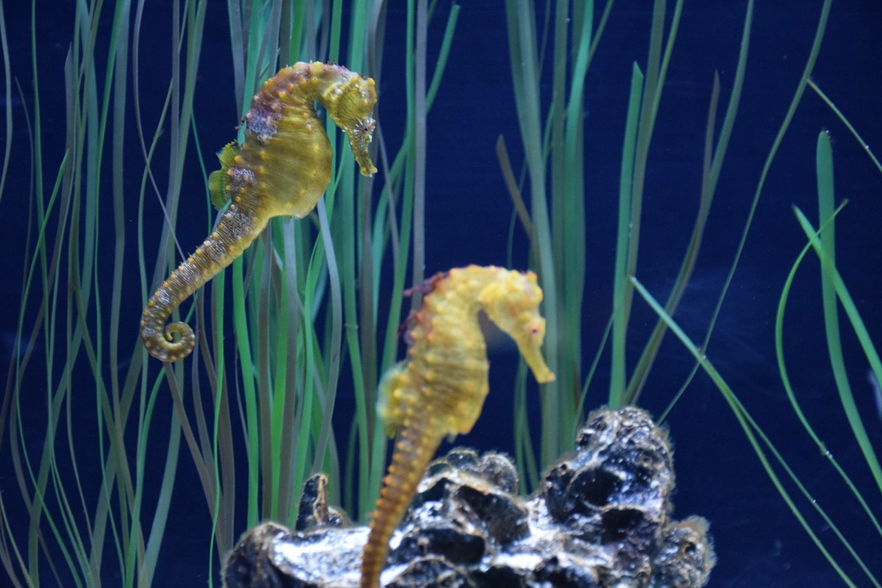 hippocampus aquarium québec free photo