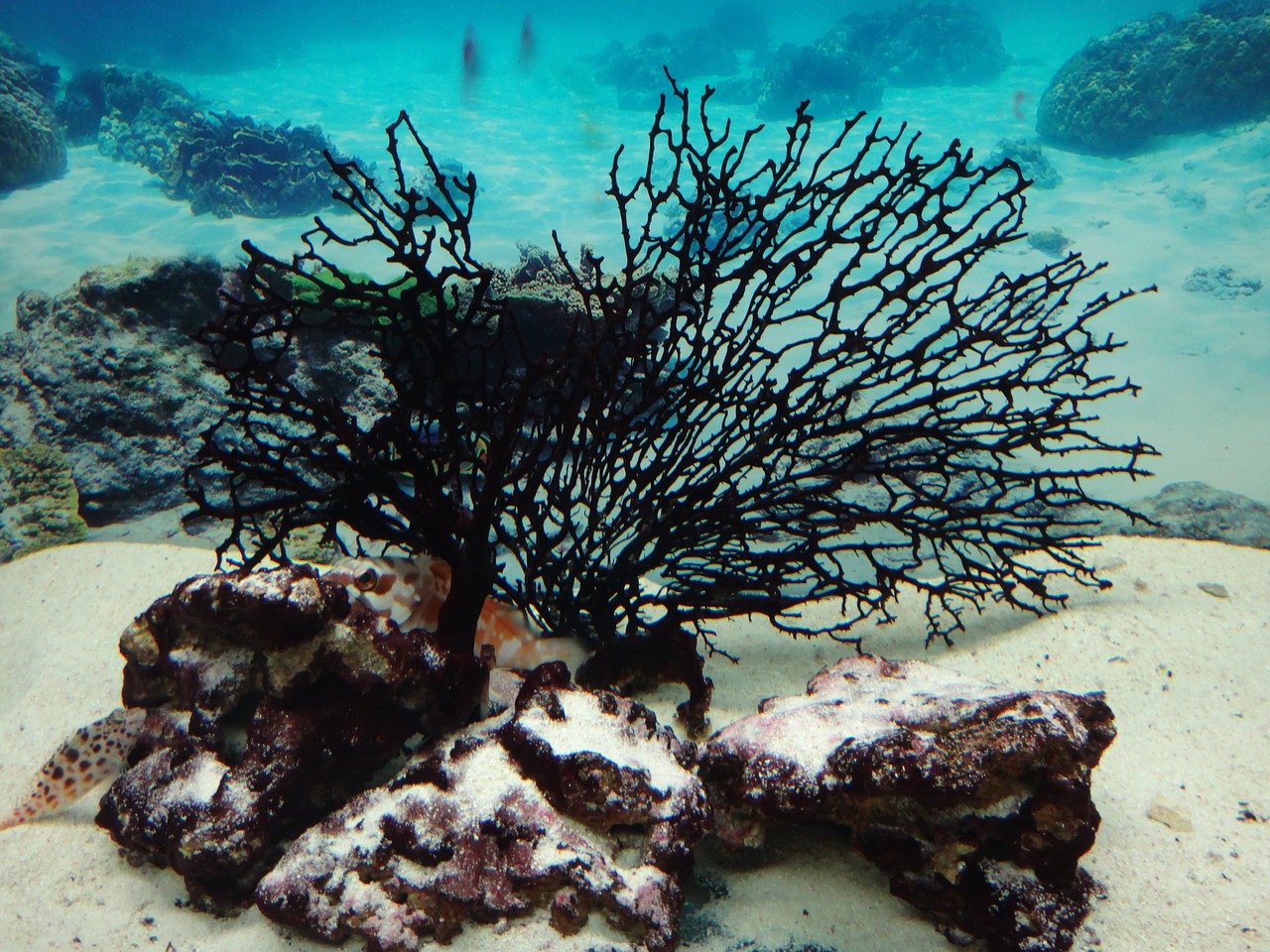 aquarium corals sea free photo