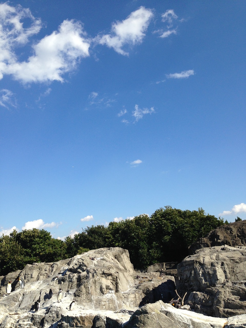 aquarium penguin blue sky free photo