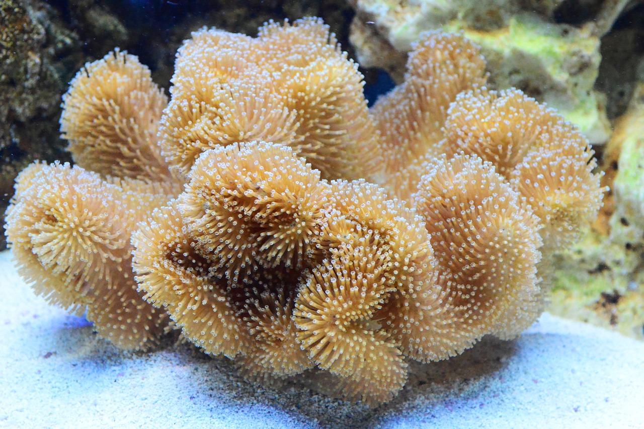 aquarium coral leather free photo