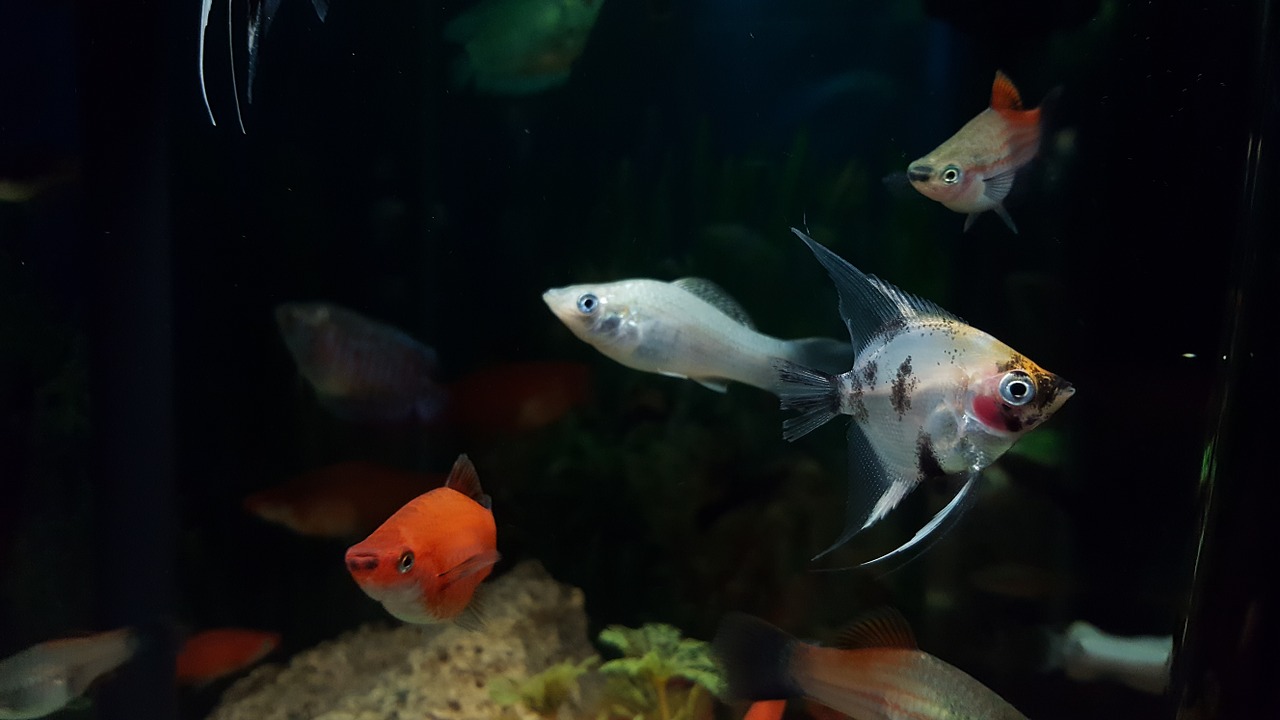 aquarium fish underwater free photo