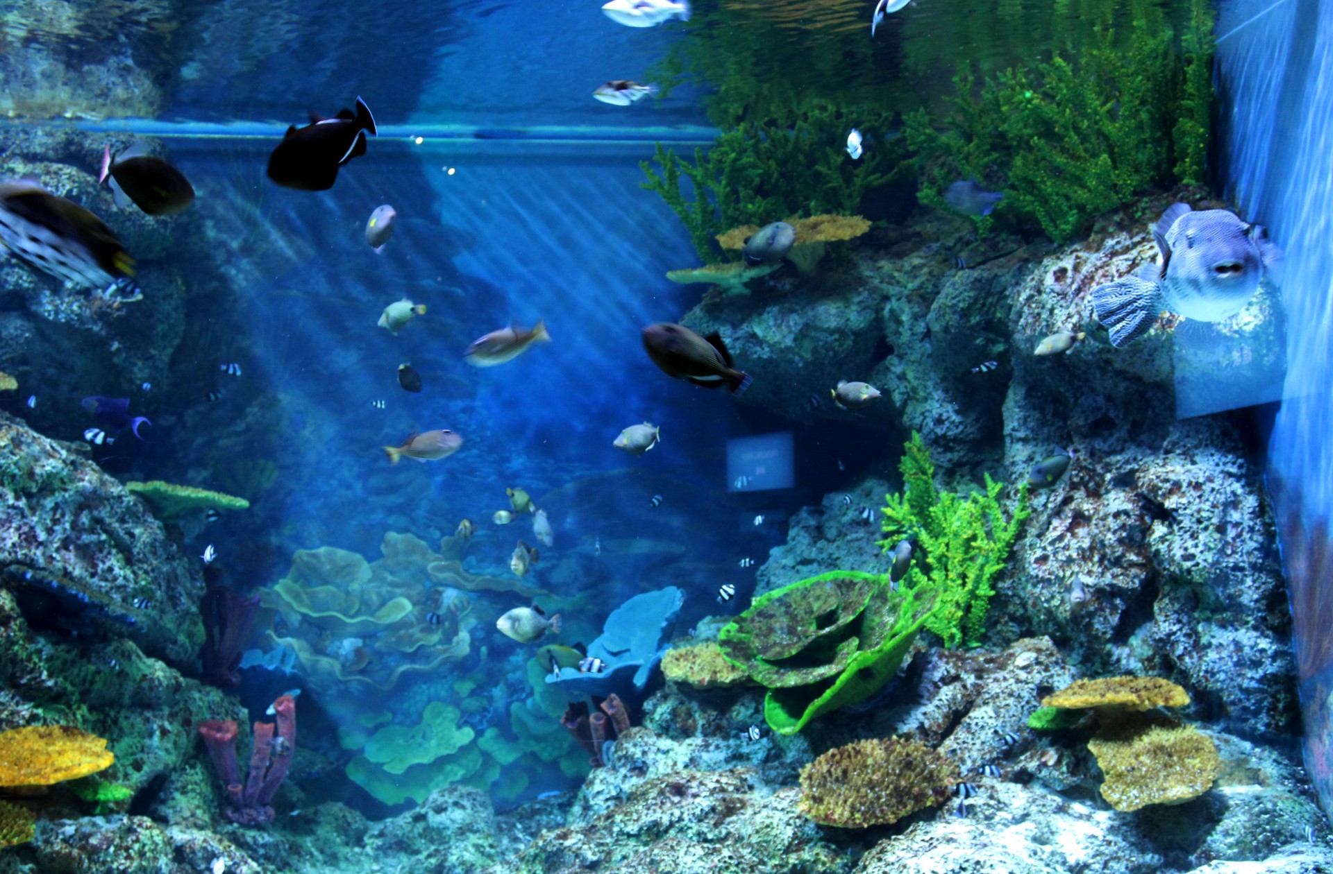 aquarium fish fishes free photo